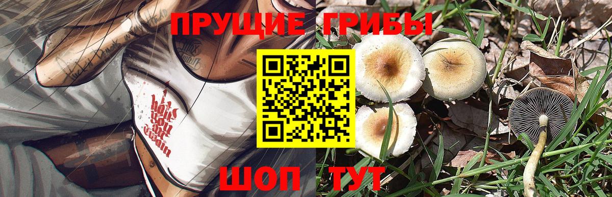 Тосно  Галлюциногенные грибы Cubensis  Вход с VPN 